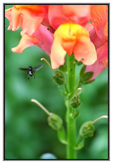 photo ""Fly"" tags: macro and close-up, 