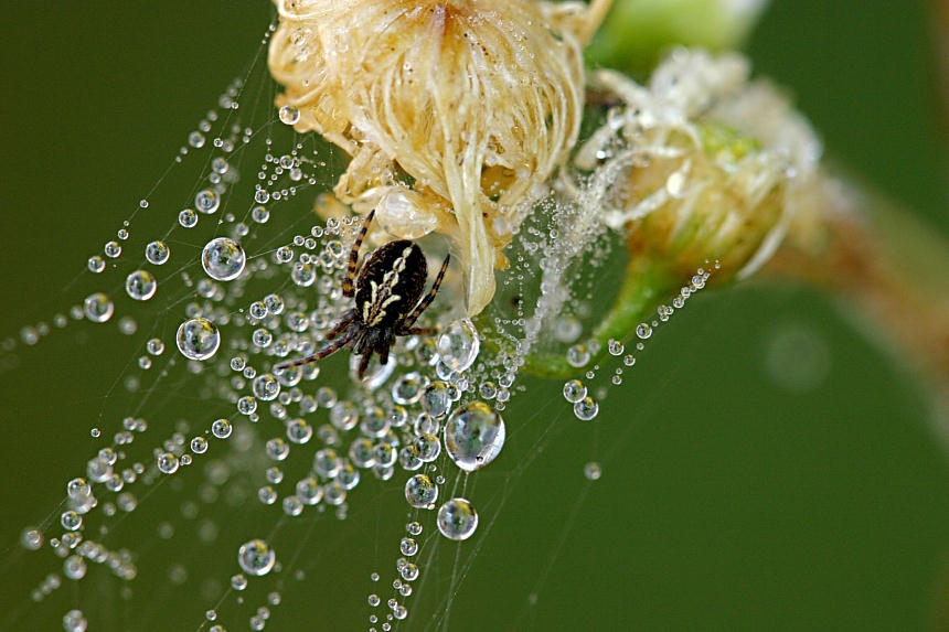 photo "Bubbles" tags: macro and close-up, nature, insect