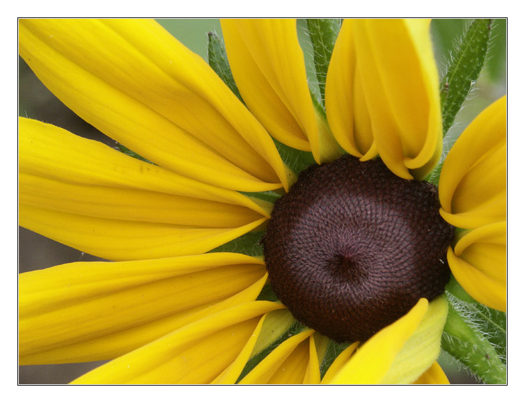 photo "Sun circle" tags: nature, macro and close-up, flowers