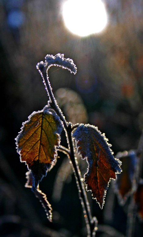 photo "Inej" tags: landscape, autumn