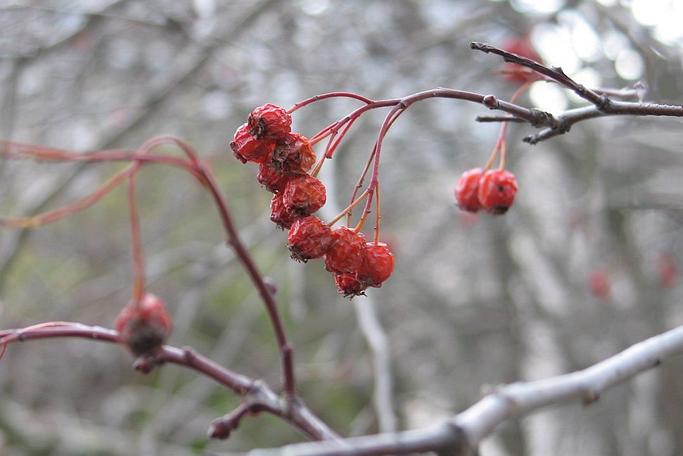 photo "First frost" tags: nature, macro and close-up, flowers