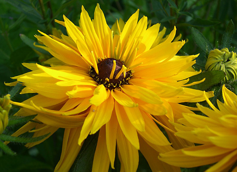 фото "Черноглазка" метки: природа, макро и крупный план, цветы