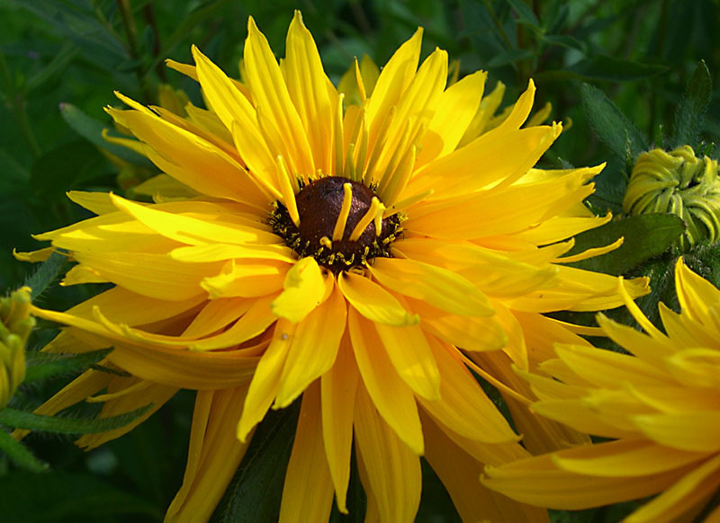 photo "Black eyes" tags: nature, macro and close-up, flowers