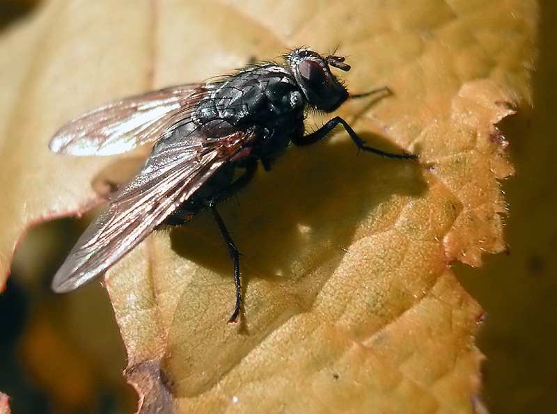 photo "fly in fall!!" tags: macro and close-up, nature, insect