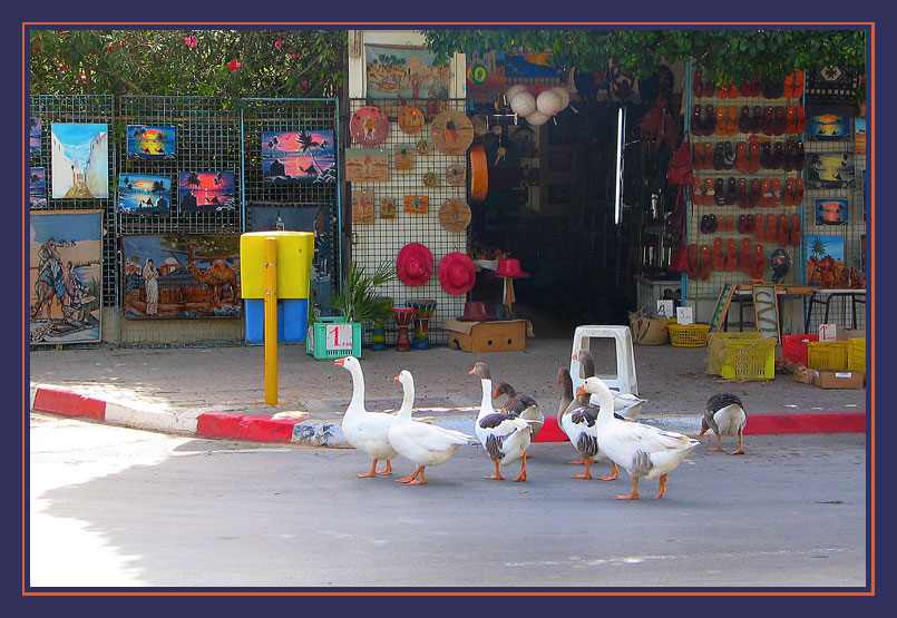 photo "Geese they and in Africa geese:-)" tags: nature, travel, Africa