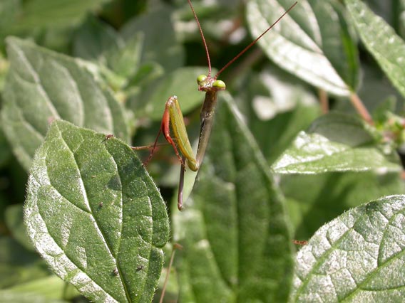 фото "stalking behind the leaf" метки: макро и крупный план, природа, насекомое