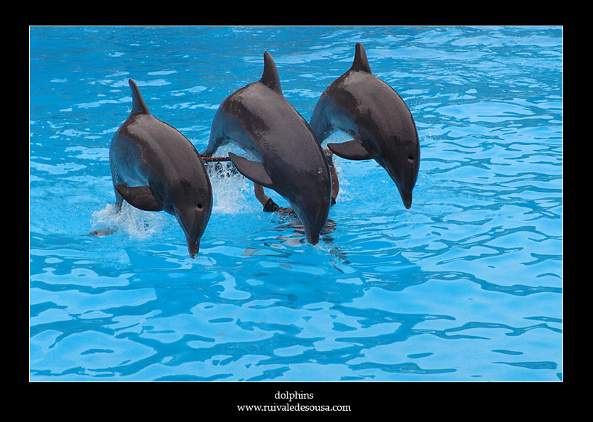 photo "dolphins (A. Girao)" tags: misc., 