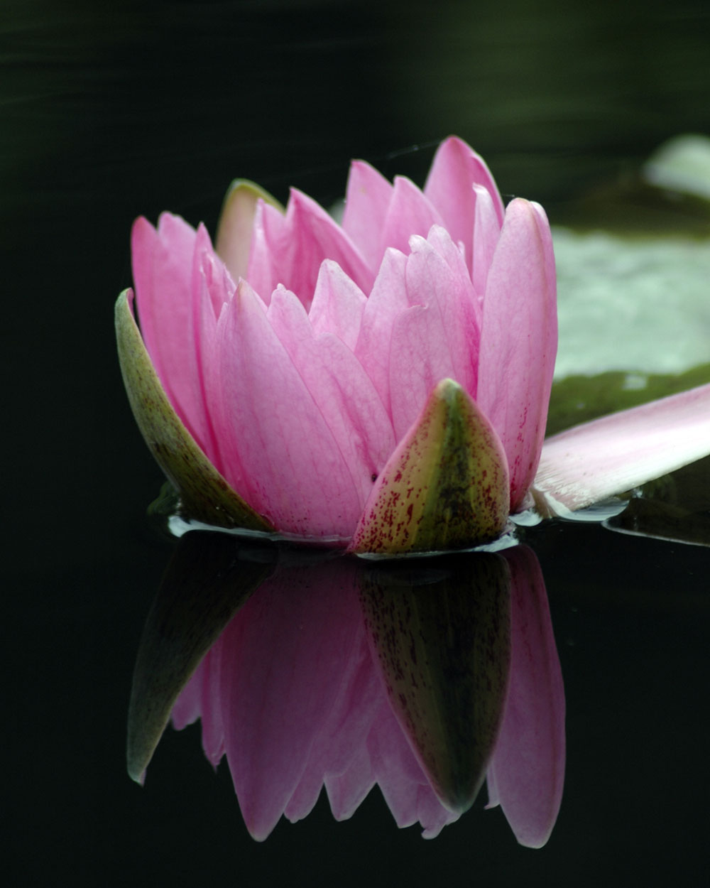 photo "Waterlily" tags: nature, flowers