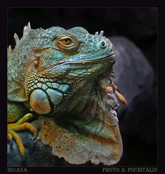 фото "Dragon of our time" метки: природа, дикие животные