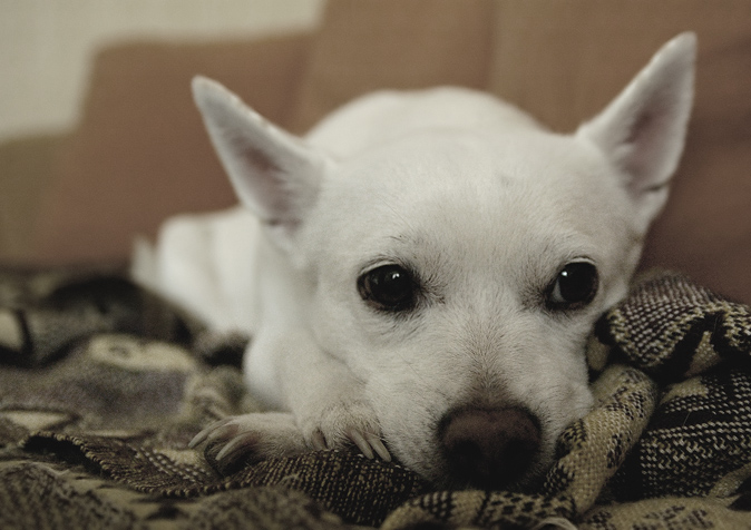 photo "Sad doggy" tags: portrait, nature, pets/farm animals