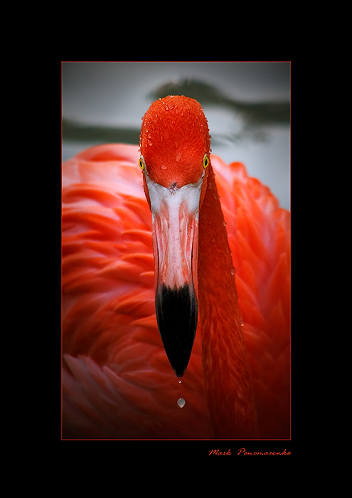 фото "птичий портрет в красных тонах..." метки: природа, дикие животные