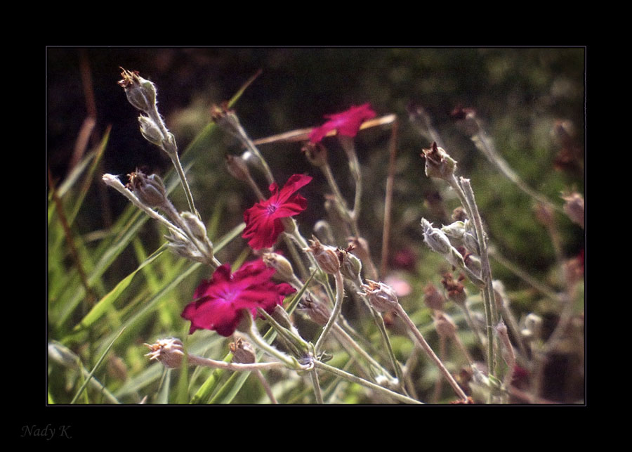 photo "Resistance red and green.." tags: nature, flowers