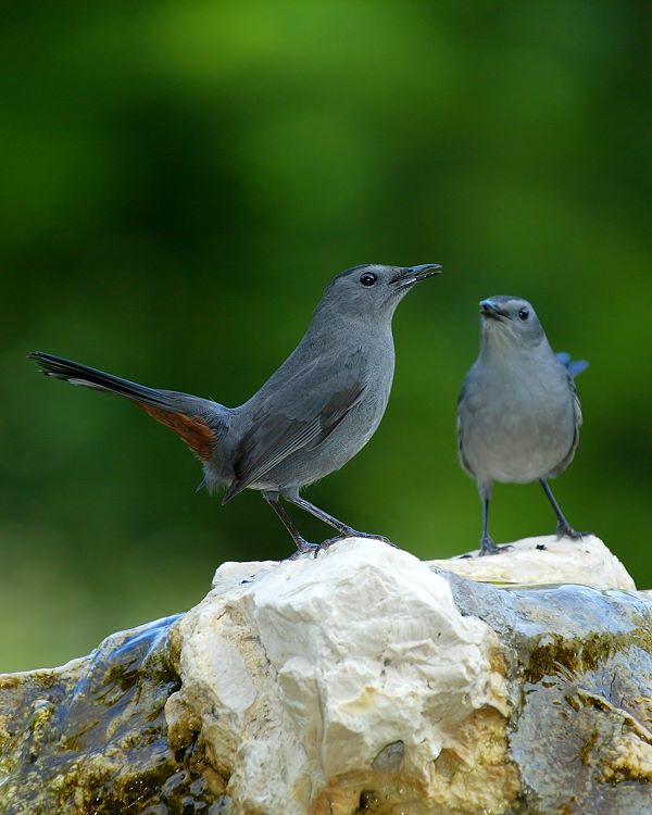 photo "The Conversation" tags: nature, wild animals