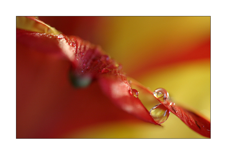 photo "***" tags: nature, macro and close-up, flowers