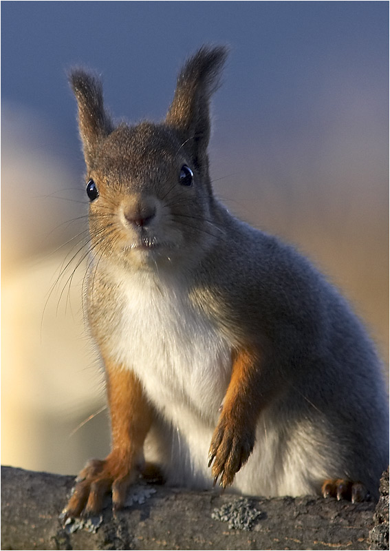 photo "Portrait of a Squirrel" tags: nature, portrait, wild animals