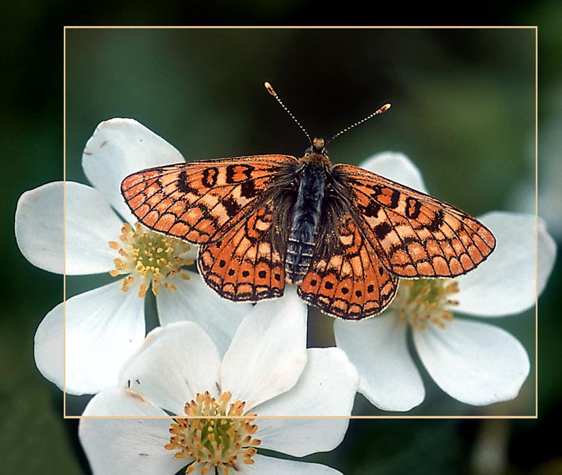 photo "aurinia" tags: nature, macro and close-up, insect