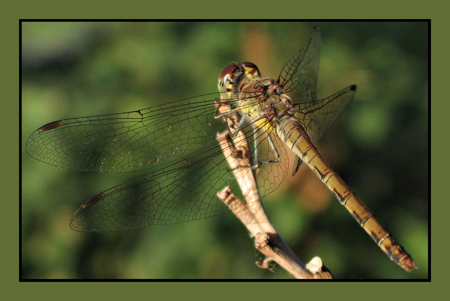 photo "Охотница" tags: macro and close-up, 