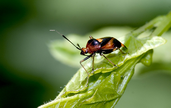 photo "Walk" tags: nature, insect