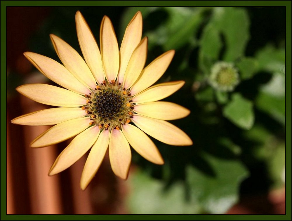 фото "One little flower to my friend Sofia" метки: природа, цветы