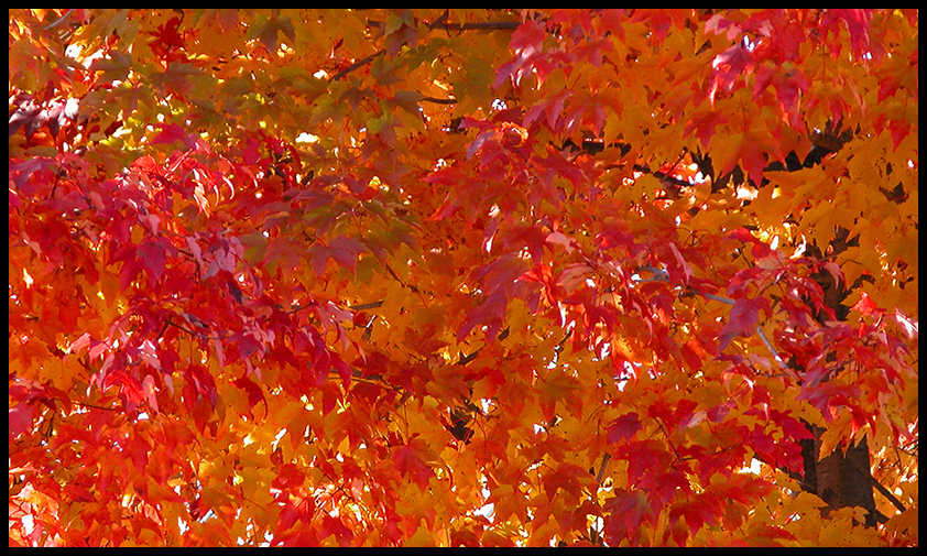 photo "fall colour" tags: landscape, autumn