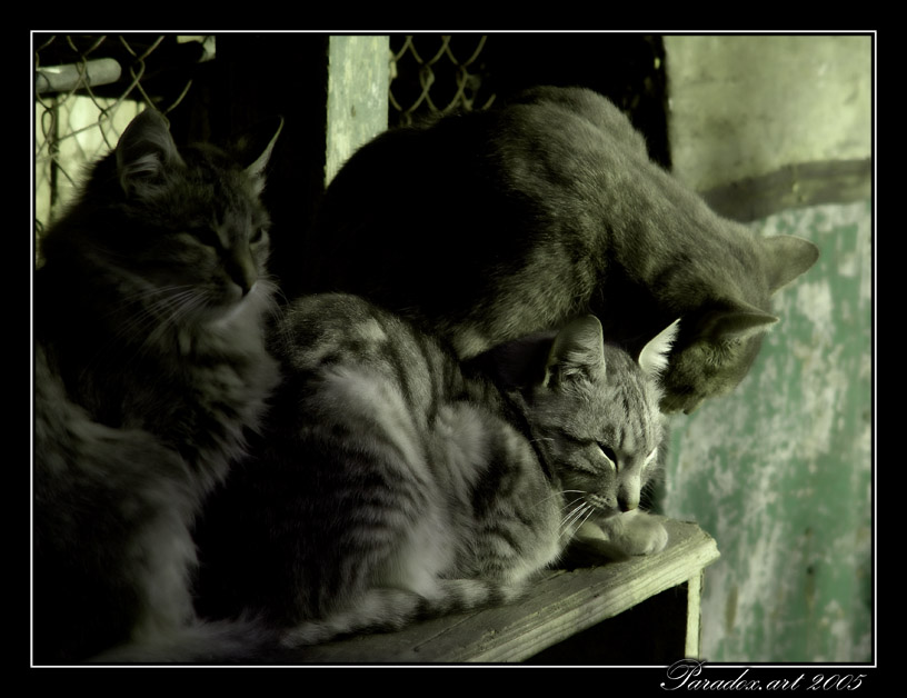 photo "cats" tags: nature, reporting, pets/farm animals