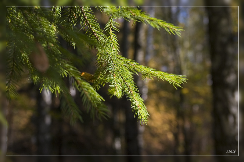 photo "***" tags: landscape, forest