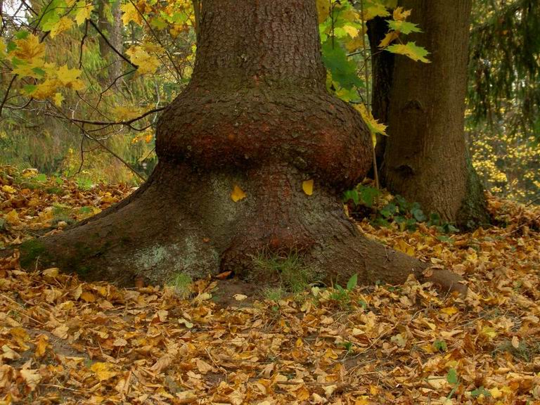 photo "The owner of old park" tags: landscape, nature, autumn
