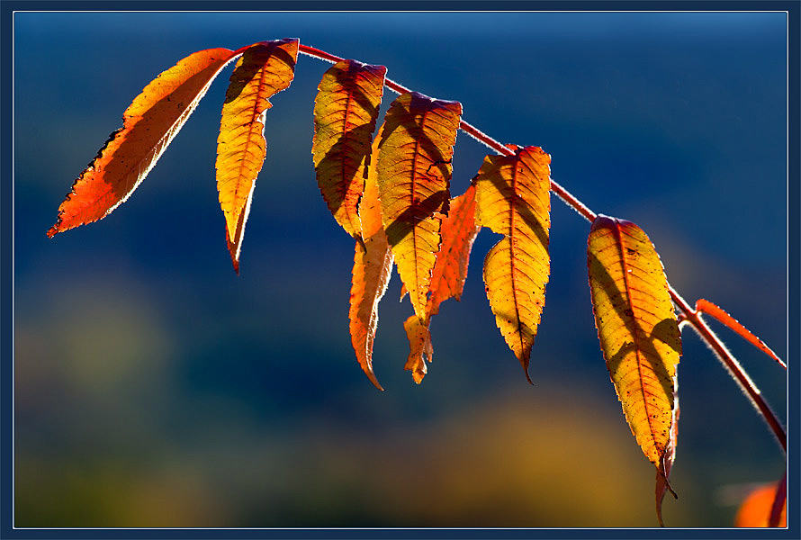 photo "The Light of Fall" tags: nature, flowers