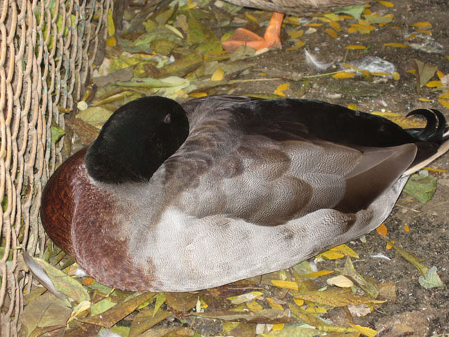 photo "I'm hidding" tags: nature, pets/farm animals