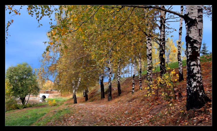 photo "Birches" tags: landscape, autumn