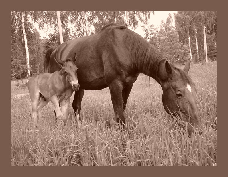 photo "Pavlik and Plusha" tags: nature, pets/farm animals