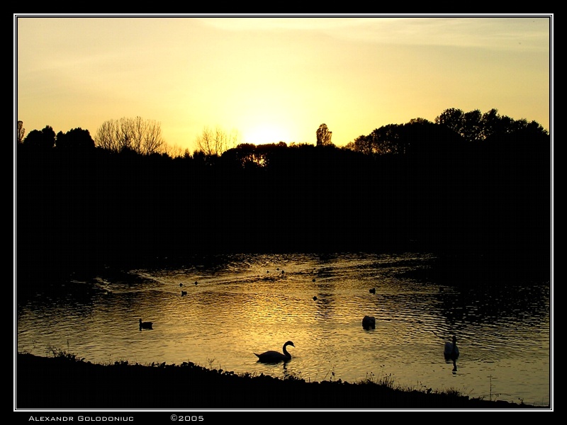 photo "Sunset and swans..." tags: landscape, nature, sunset, wild animals