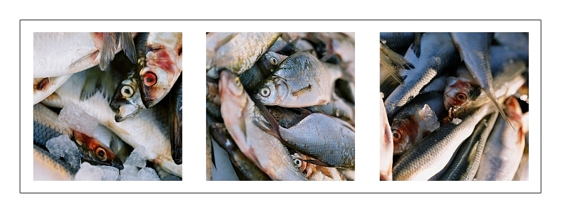 photo "fish" tags: nature, 