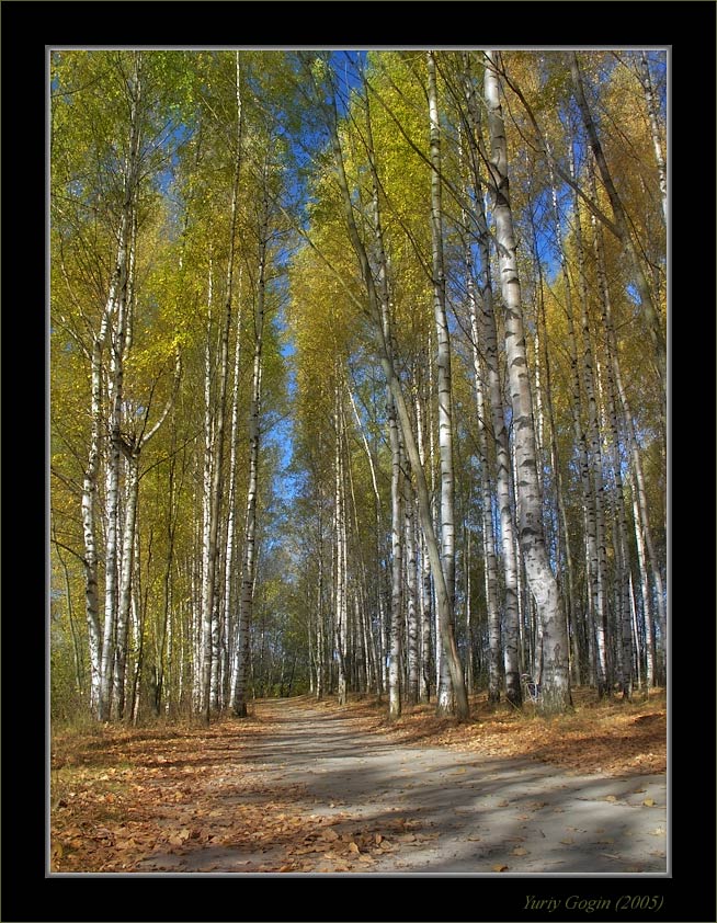 фото "Очей очарование" метки: пейзаж, лес, осень