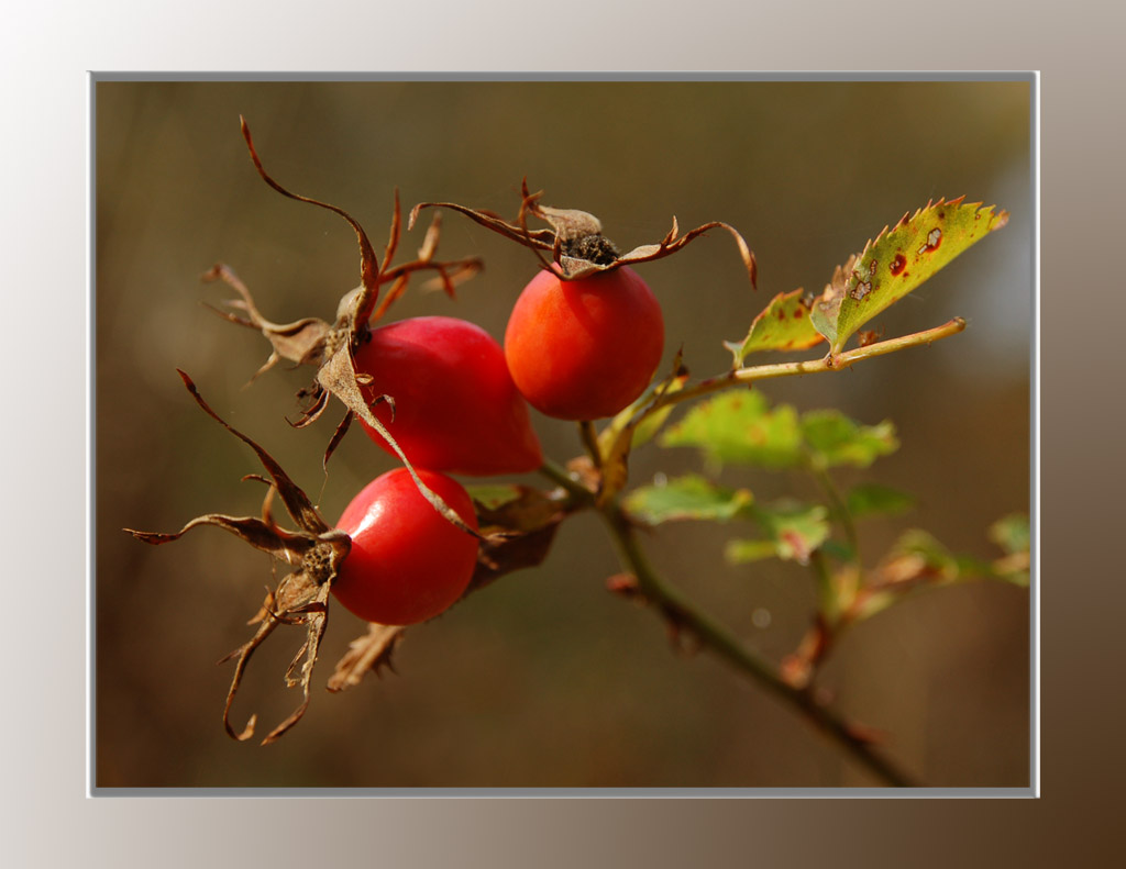 photo "Autumn" tags: nature, flowers