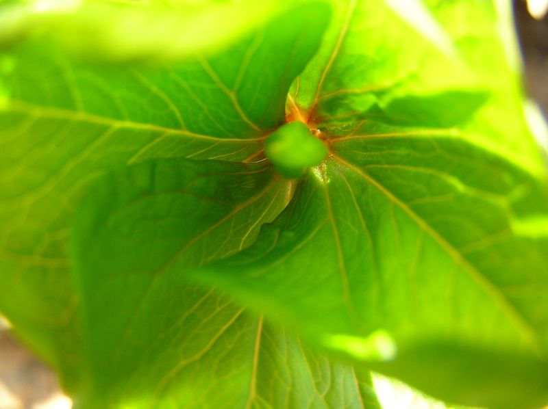 photo "Sprout new spring" tags: nature, macro and close-up, flowers