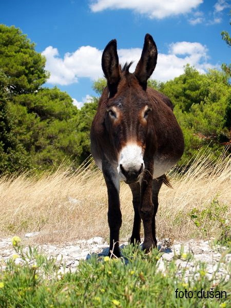 photo "donkey kong" tags: nature, pets/farm animals