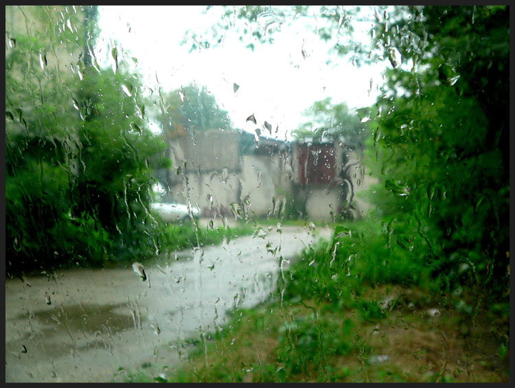 photo "Through the rain" tags: nature, 