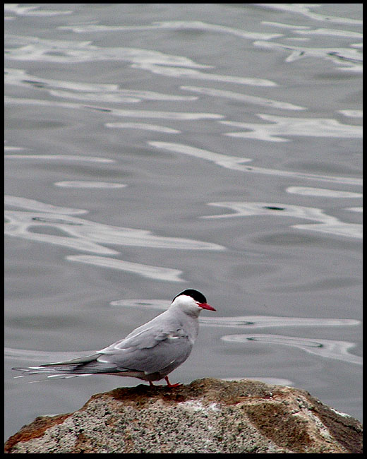 фото "Bird" метки: природа, дикие животные