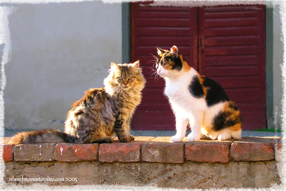 photo "cats" tags: nature, travel, Europe, pets/farm animals