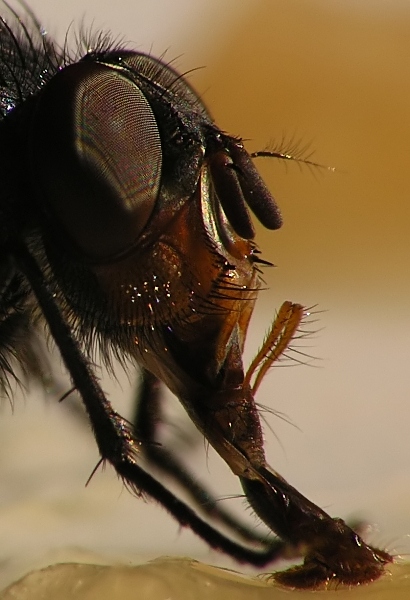 photo "Breakfast" tags: macro and close-up, nature, insect