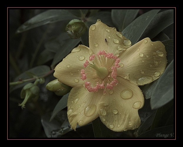 фото "Yellow..." метки: природа, фотомонтаж, цветы