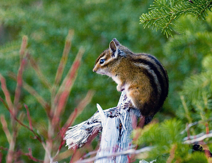 photo "Chipmunk" tags: nature, wild animals