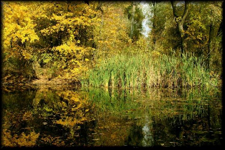 photo "Full reflection" tags: landscape, autumn, water