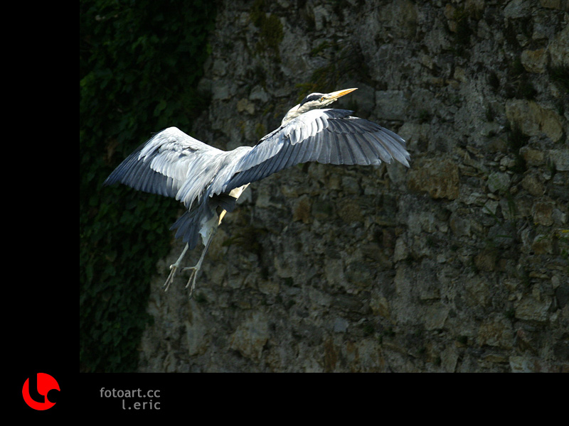 photo "up" tags: nature, wild animals