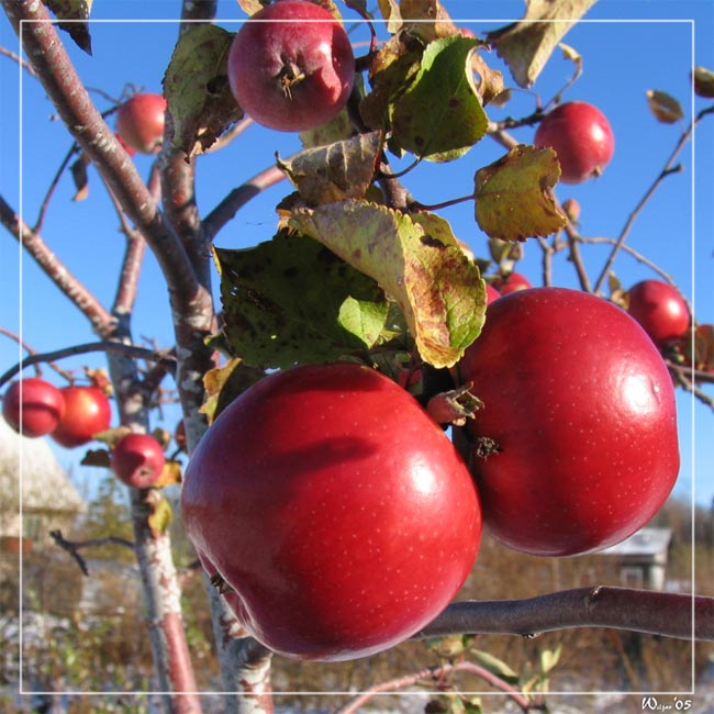 photo "Winter apples" tags: nature, flowers