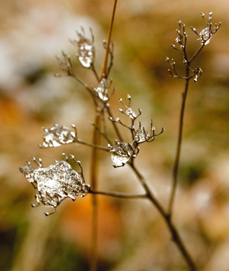 photo "Бриллиант чистой воды" tags: landscape, nature, autumn, flowers