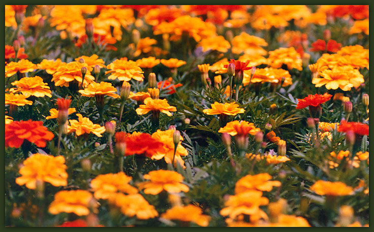 photo "field of flowers" tags: misc., 
