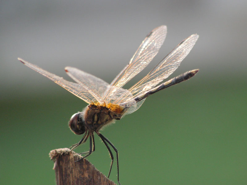 photo "flying machine" tags: nature, macro and close-up, insect