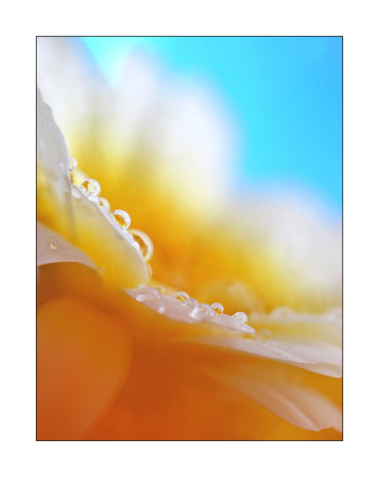 photo "Sunrise" tags: nature, macro and close-up, flowers
